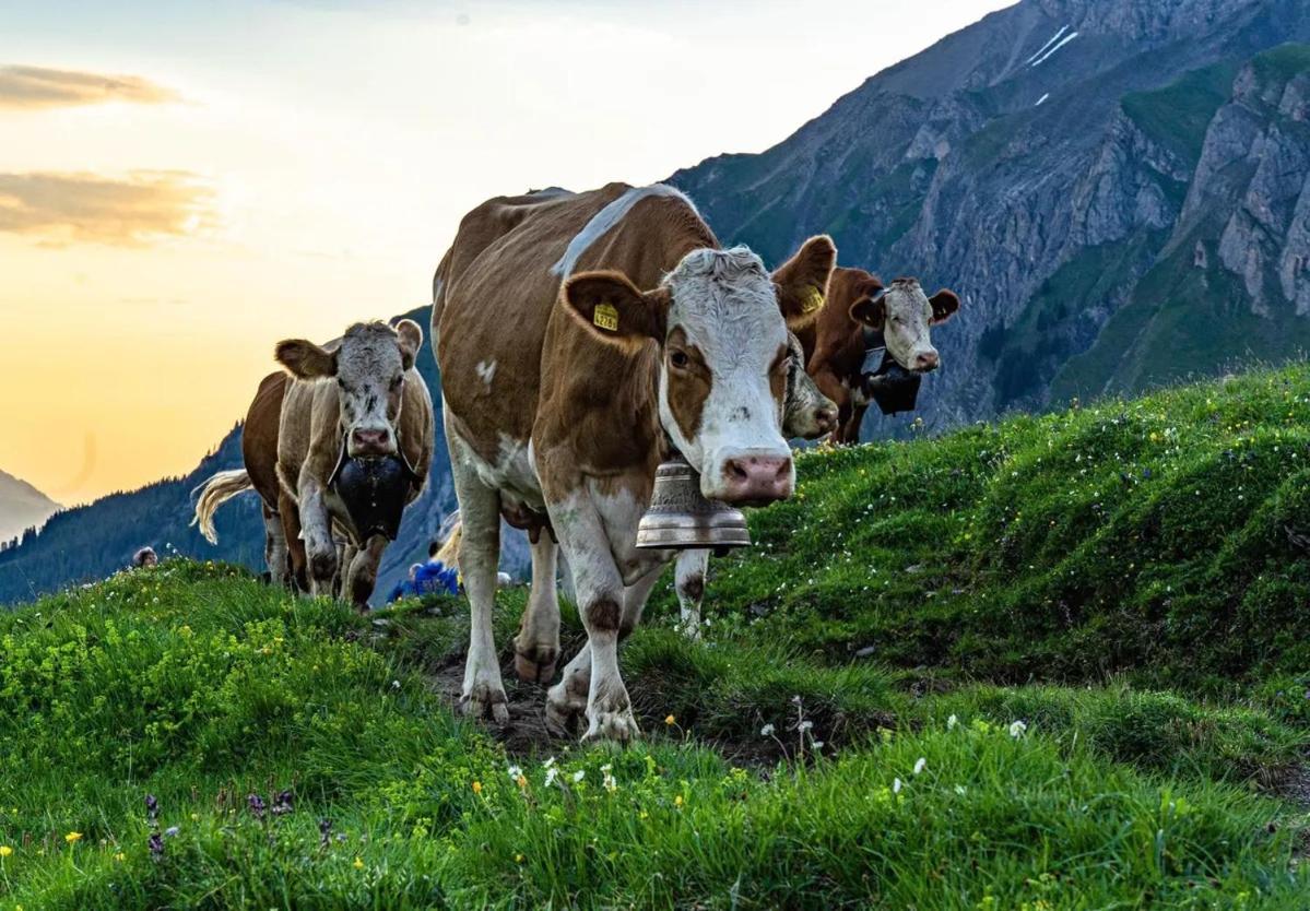 Edelweiss 4 Zi Ferienwohnung In Landhaus Frutigen Bagian luar foto